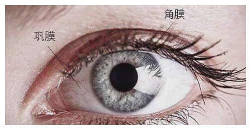 外壁是一层质地坚韧的瓷白色的组织,叫巩膜,也就是俗称的"眼白"部分