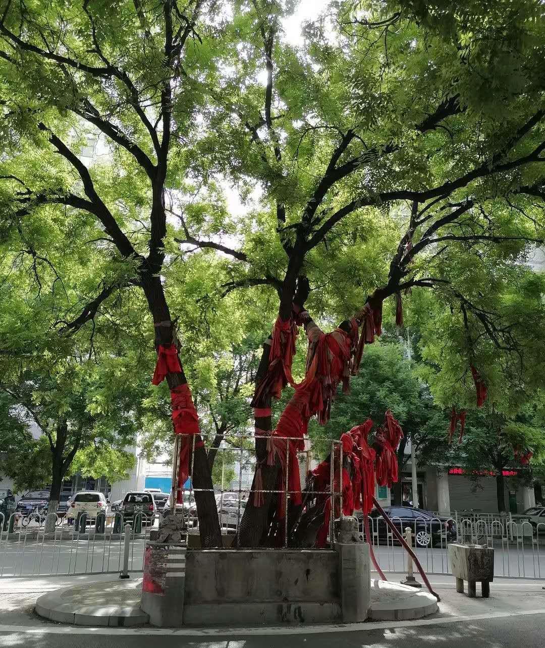 济宁古槐路附属医院附近有一棵大槐树,名叫山阳古槐,几乎所有的济宁人