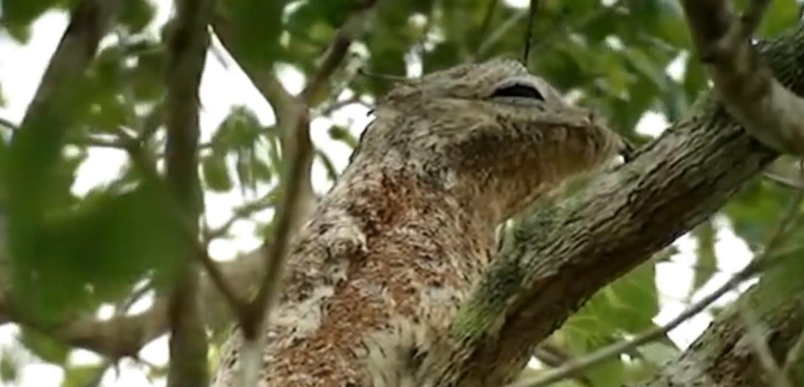 它是自然界中的木头鸟一出生就伪装成树木一装就是一辈子