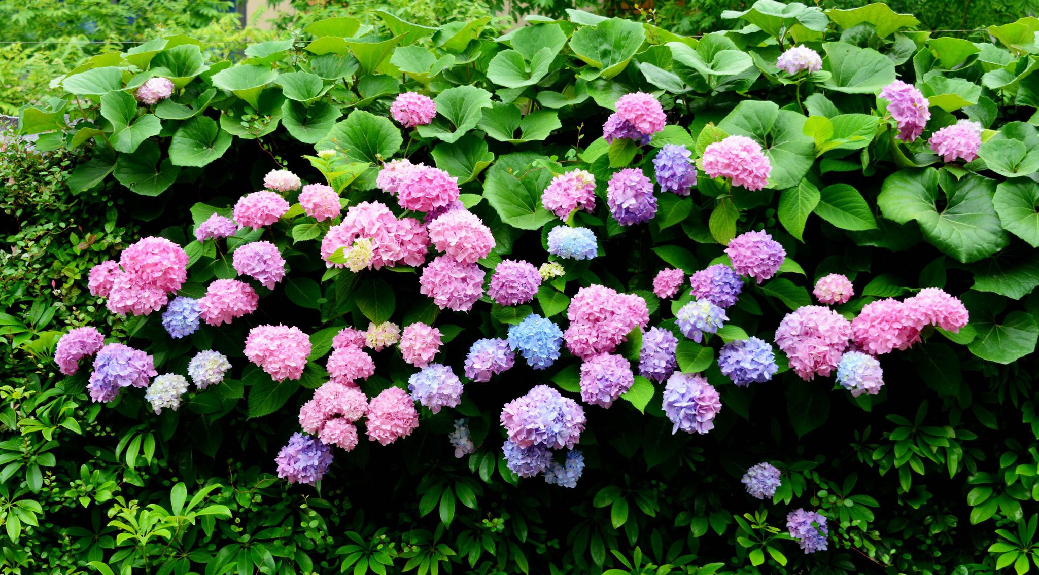 美颜的绣球花墙,江苏无锡锡山区东北塘东方天郡幼儿园.