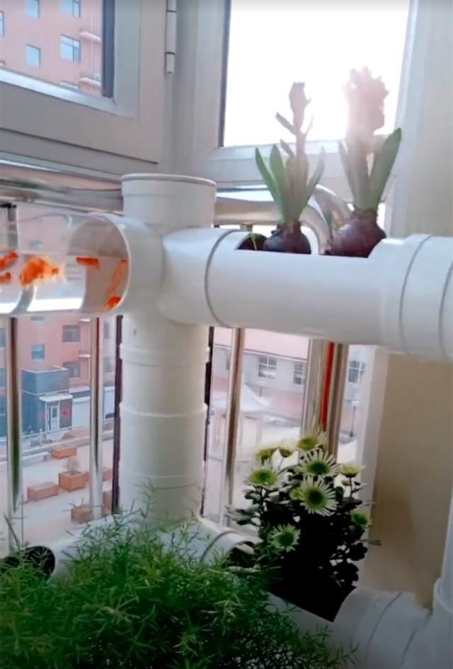 去朋友家参观,被她家阳台圈粉了,塑料管养花养鱼回家我也弄一个