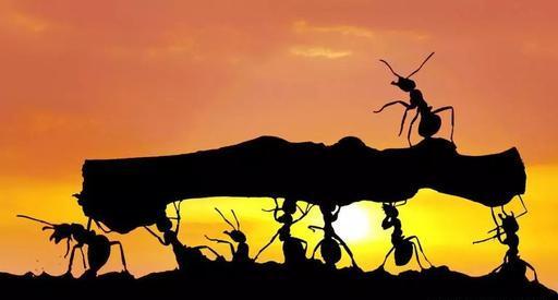 致团结互助的蚂蚁