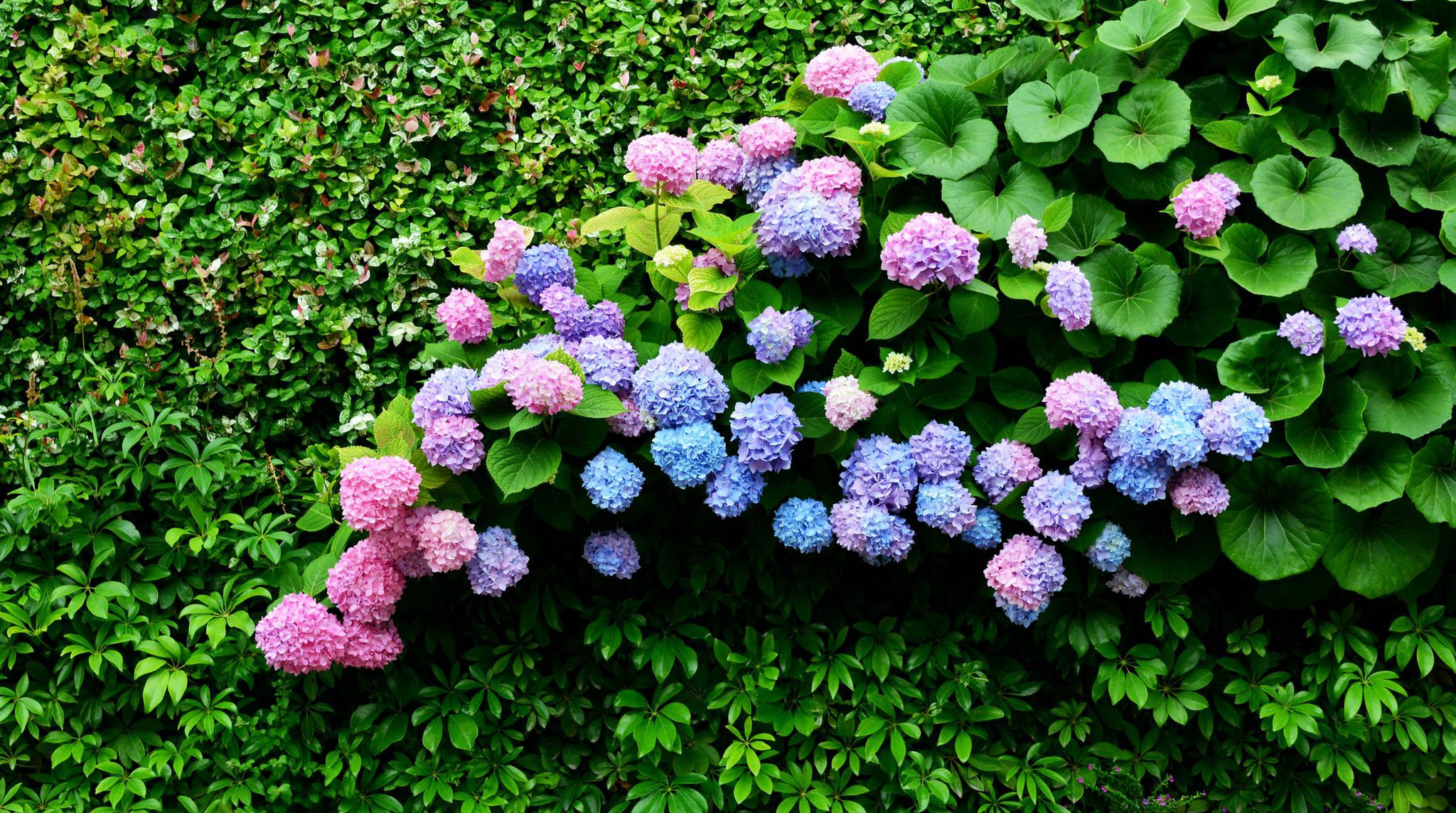 美颜的绣球花墙,江苏无锡锡山区东北塘东方天郡幼儿园.