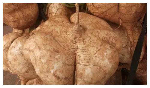 小时候一直以为是角薯,因为我们方言葛和角同音,后来