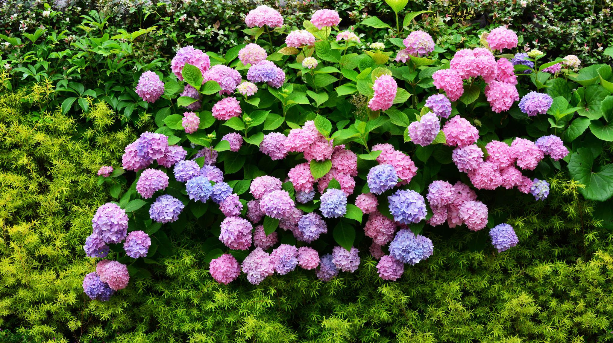 美颜的绣球花墙,江苏无锡锡山区东北塘东方天郡幼儿园.