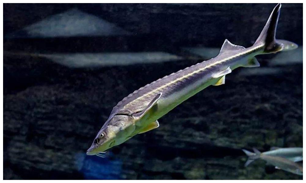 鱼子酱|鲟鱼|汤匙_新浪新闻