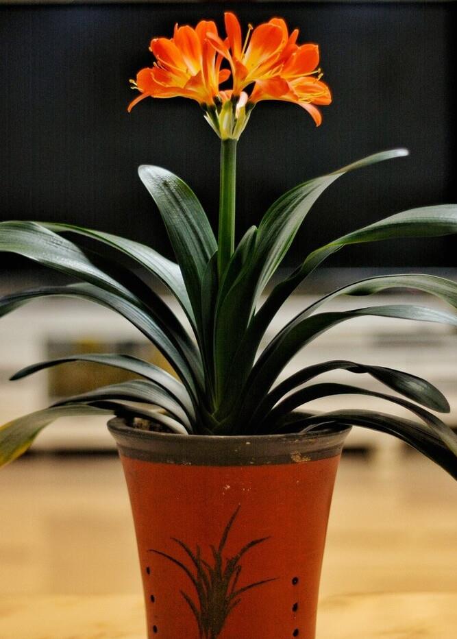 君子兰割头之后开花了怎么办