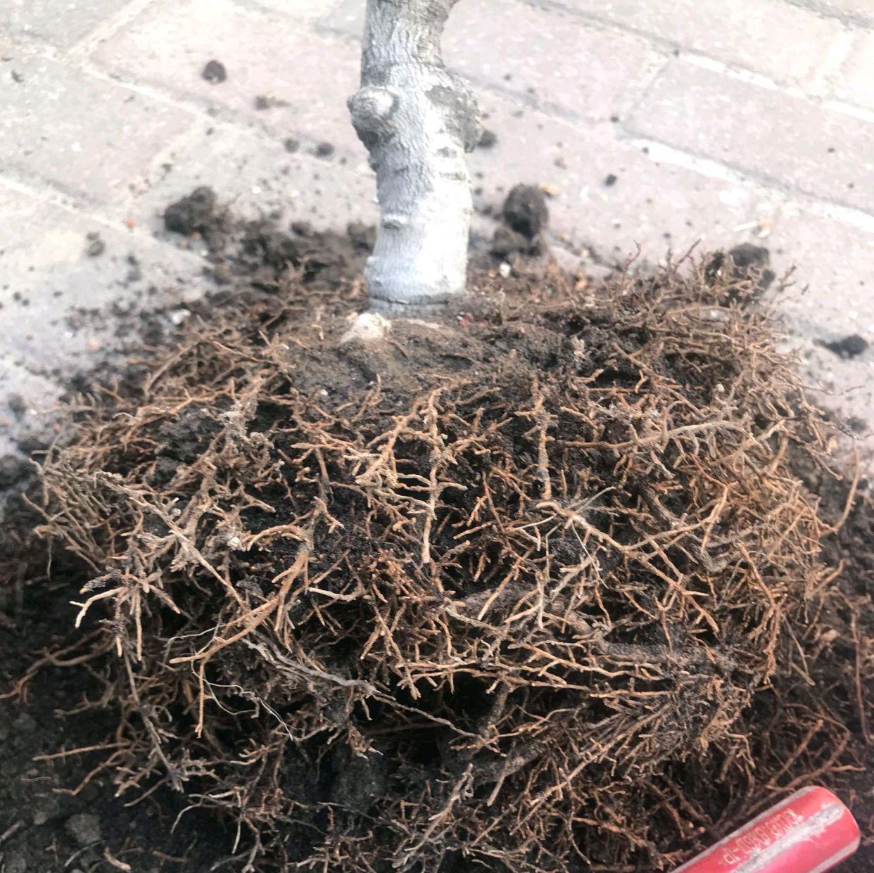 银杏盆景夏季洗根技巧做到4点炎热的夏季也能快速发芽抽枝