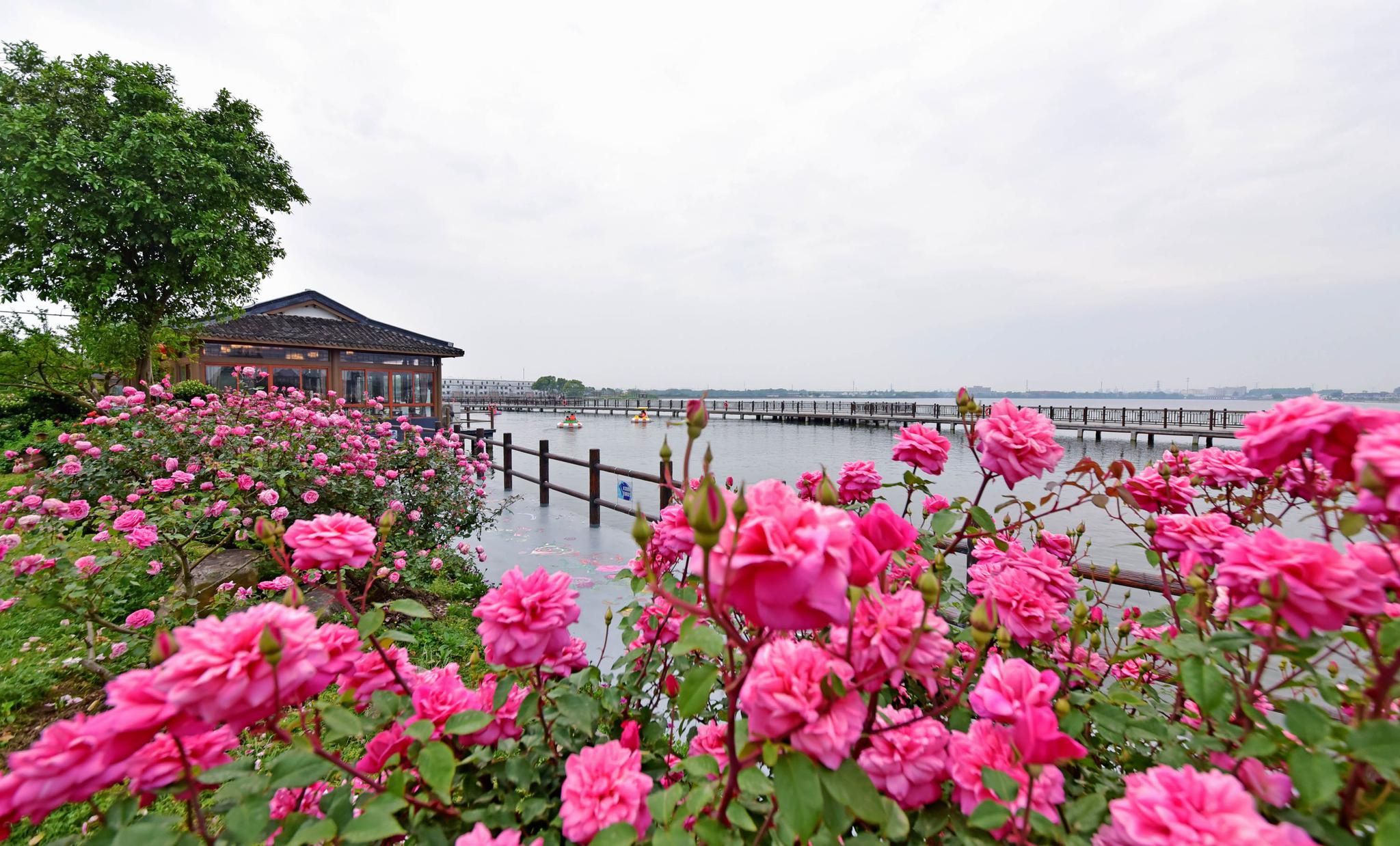 五月的玫瑰园,是一个花的世界,欢乐的海洋.江苏无锡鹅湖镇.