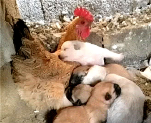 小狗生下不久妈妈就去世了,母鸡担起重任,做出的行为感动人休闲区蓝鸢梦想 - Www.slyday.coM 小狗生下不久妈妈就去世了,母鸡担起重任,做出的行为感动人休闲区蓝鸢梦想 - Www.slyday.coM