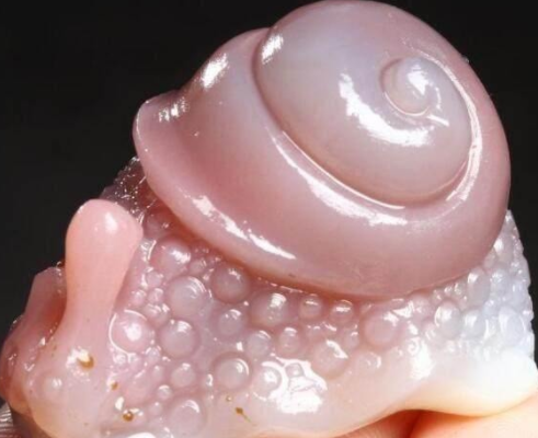 男子沙滩发现粉色石蜗牛,女儿看后连连说好,专家的话让人乐了