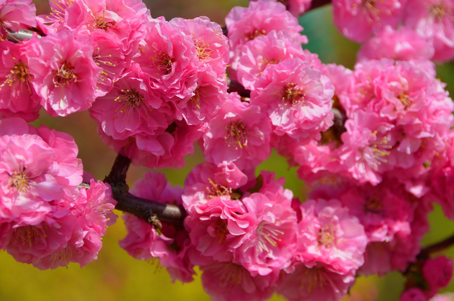 艳丽的碧桃花,原创拍摄