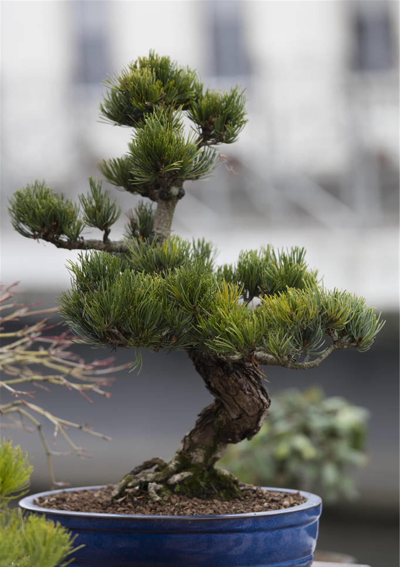 松树"盆景"如何造型,更有魅力?
