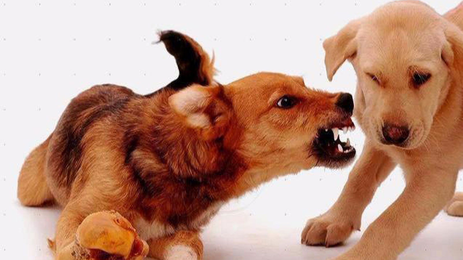 狗护食是天性,但对主人护食坚决不允许,需要针对训练