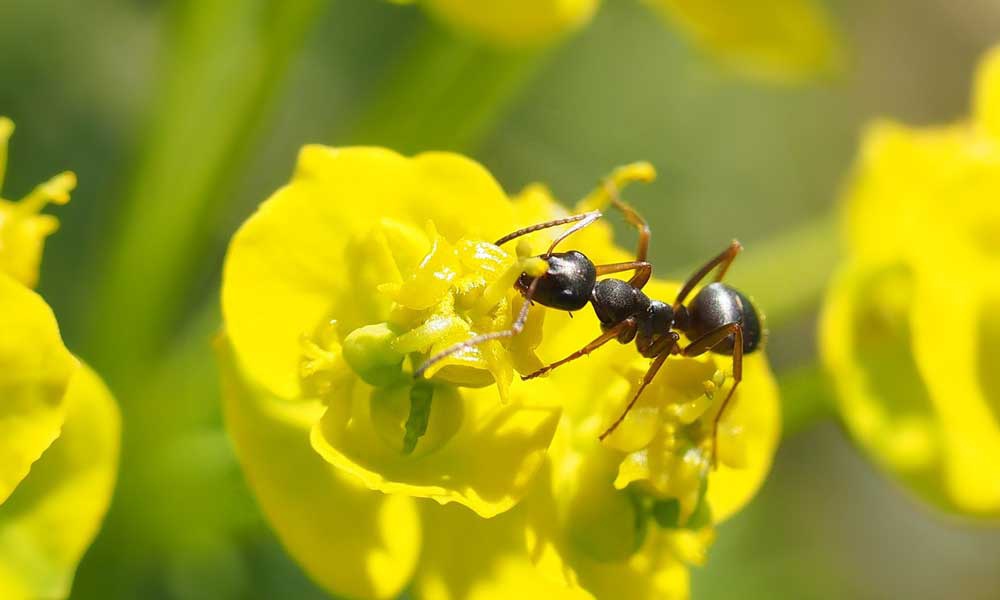 我们经常能看到蚂蚁,但你知道它们吃什么吗?