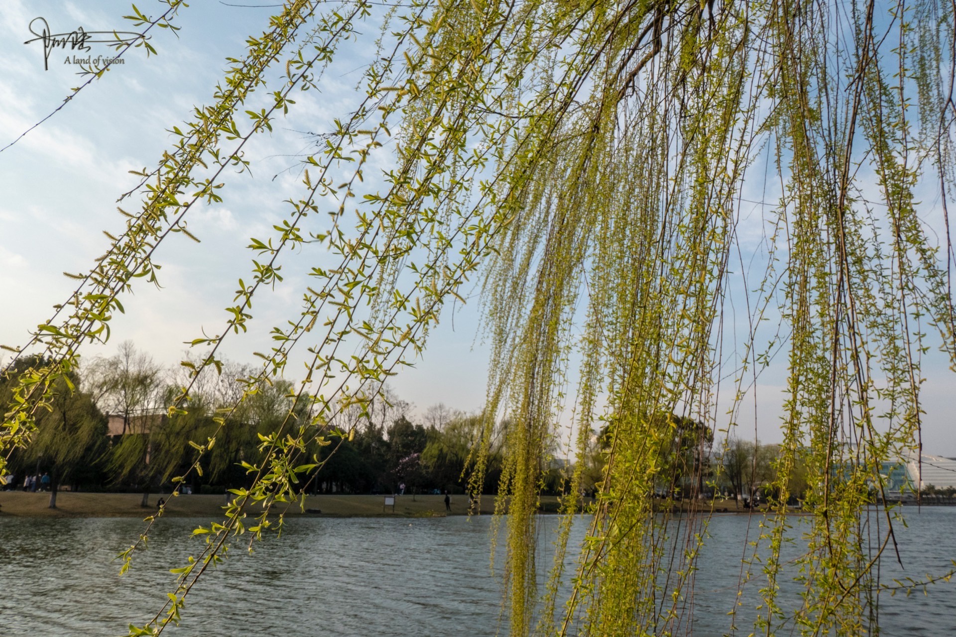春风乍起,校园里的柳枝又开始翩翩起舞