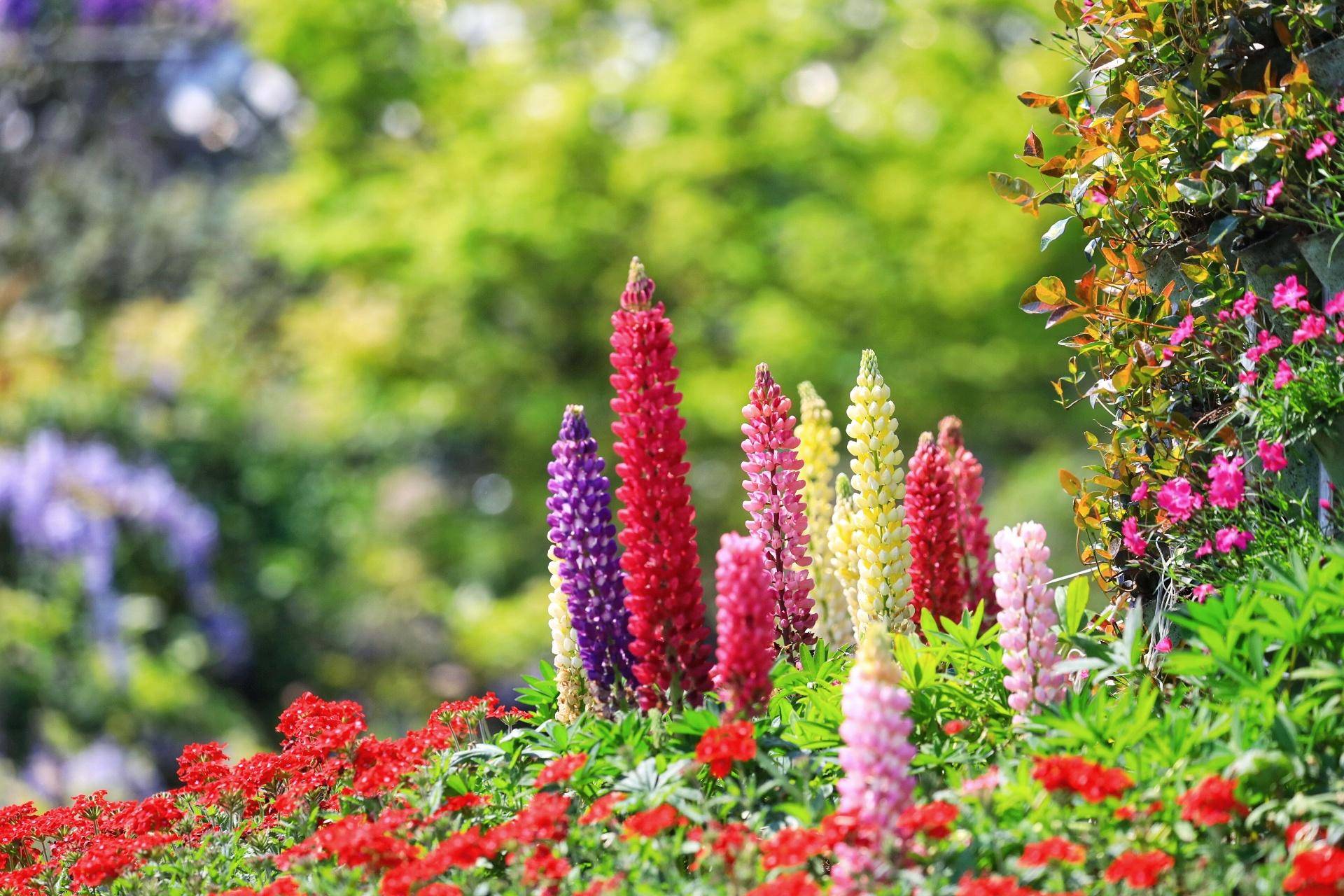 看这是鲁冰花就藏在湖州这个村子里