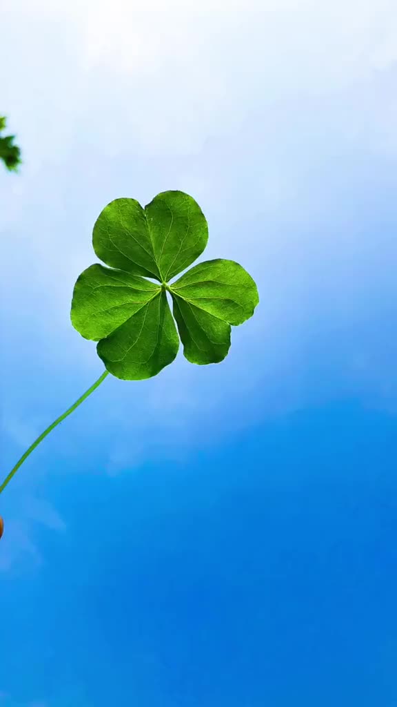 幸运四叶草的花语希望信心爱情幸运四叶草