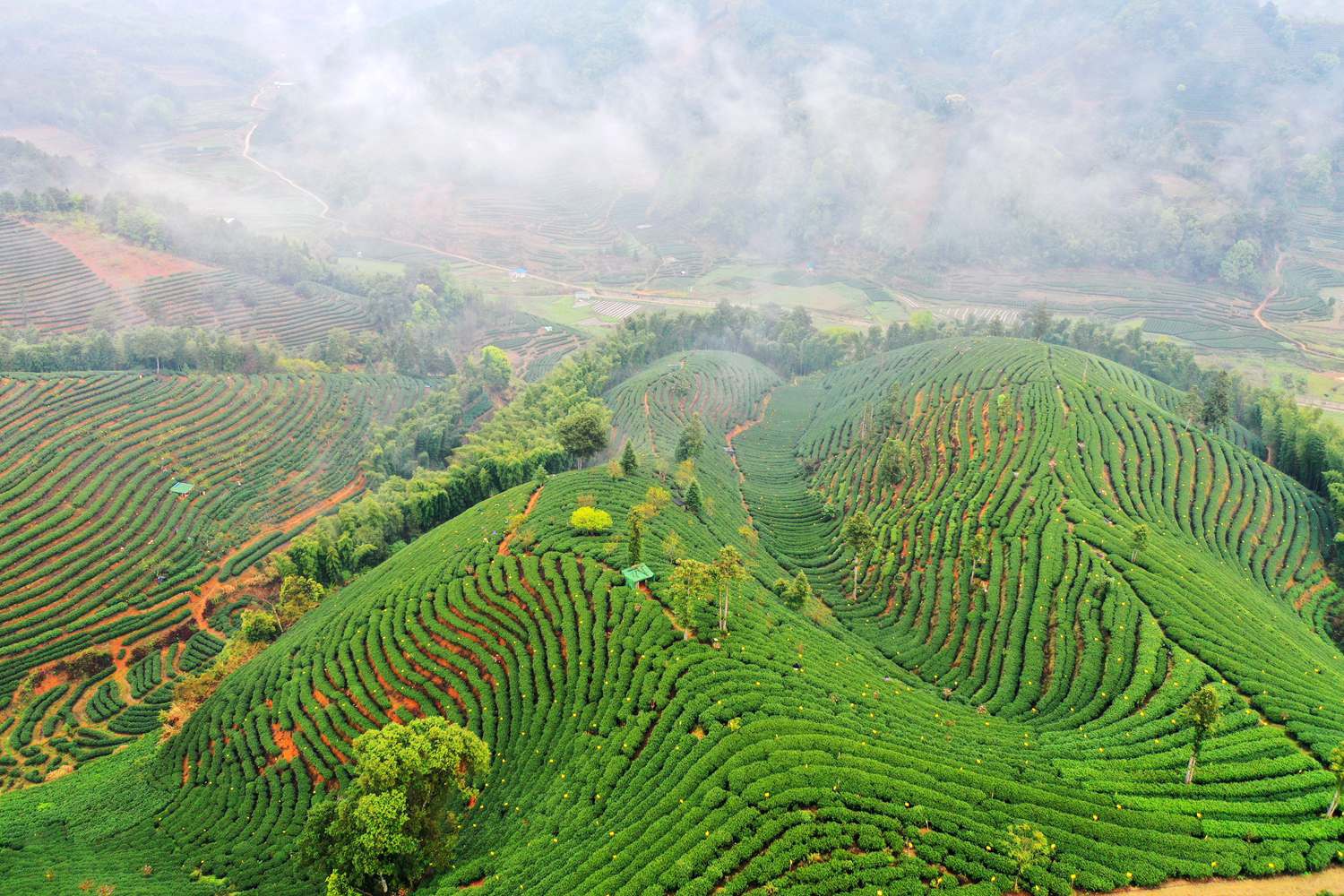 宝马雕车香满路政和白茶号打开了解政和的一扇窗