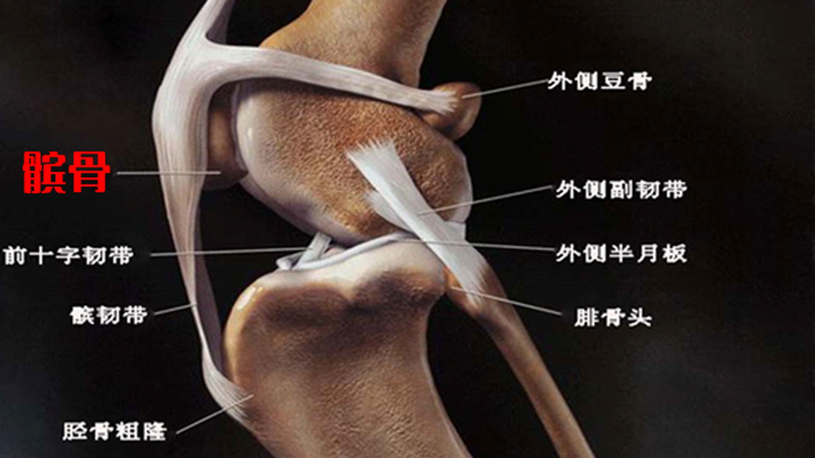 让狗仅用后腿站立走路的方法教给您,但伤害大需要注意几点