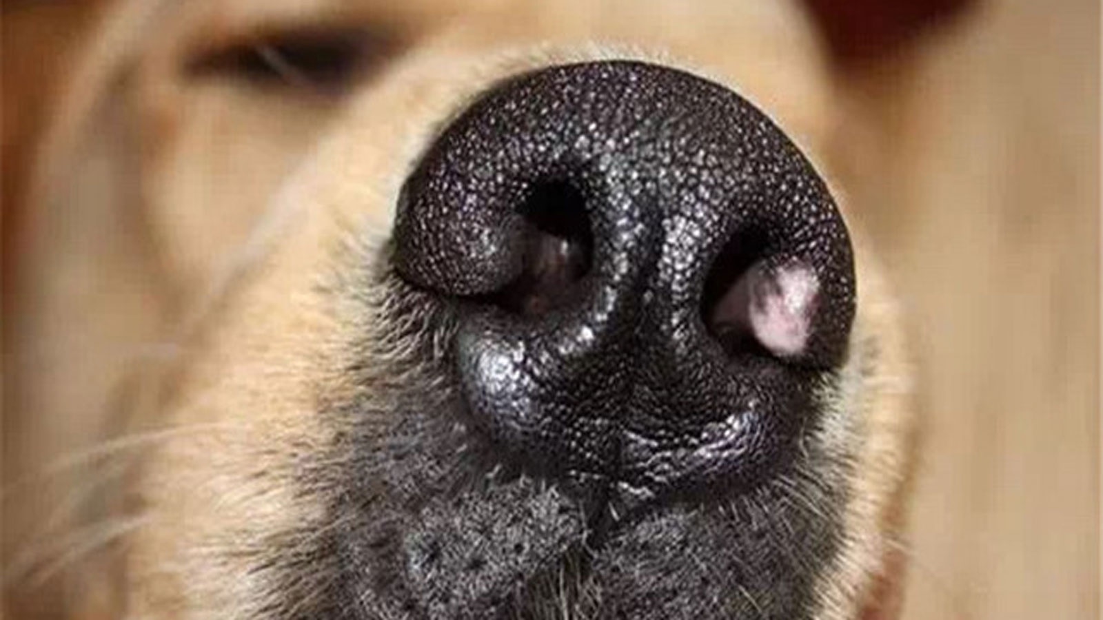 狗狗鼻子干裂，观察了一个星期精神状态和饮食排便正常，是什么原因狗鼻子干裂呢？狗已经养了9年了，急急_百度知道