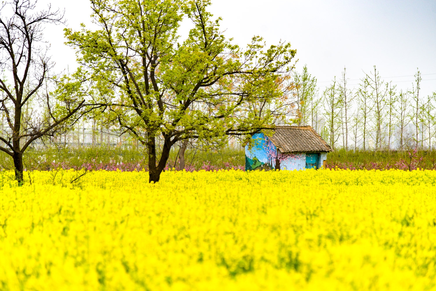 西安泾河新城大片油菜花盛放 花海中小房子成亮点