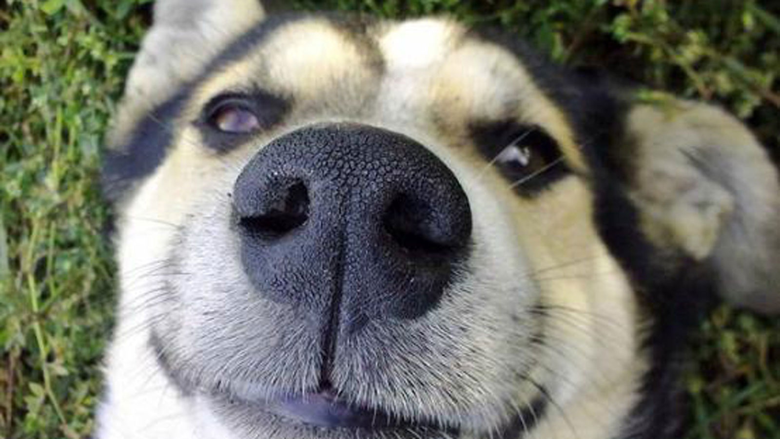 薄 雾 宠明宠物除臭喷雾 x jing