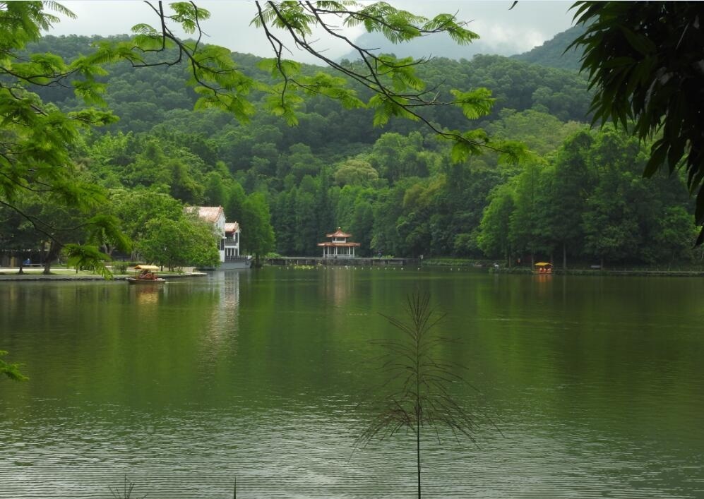 来一波深圳仙湖植物园的醉美风景真是如诗如画