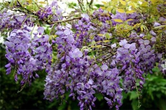 考拉园艺网带你了解葛花的种子播种繁殖方式