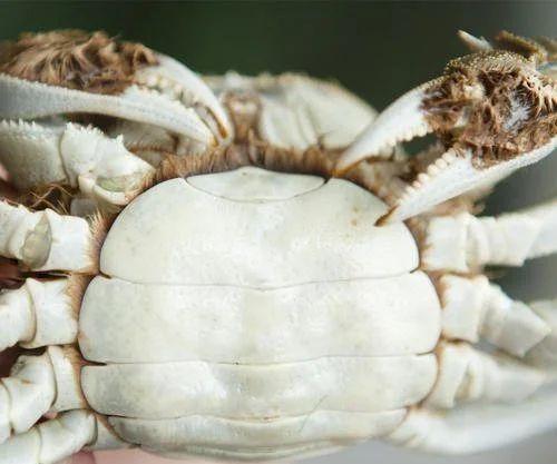 秋季螃蟹品鉴节即将来临,这些螃蟹知识很快就收起来了