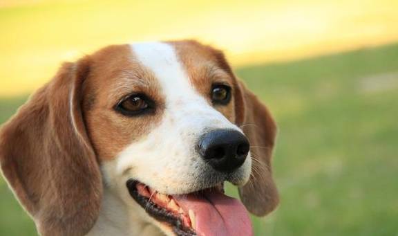 比格犬历来被作为实验犬，那么作为宠物，它好养活吗？