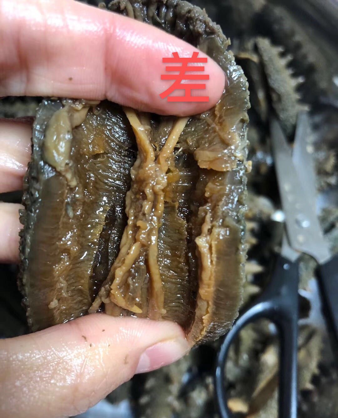 你们碰到过这种劣质海参吗?今天教您小妙招,让不良商家抱头痛哭