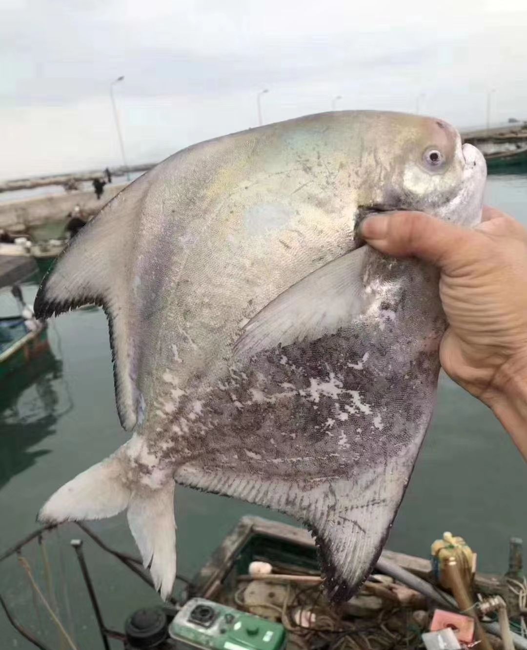 海鲜鱼类之大斗鲳鱼
