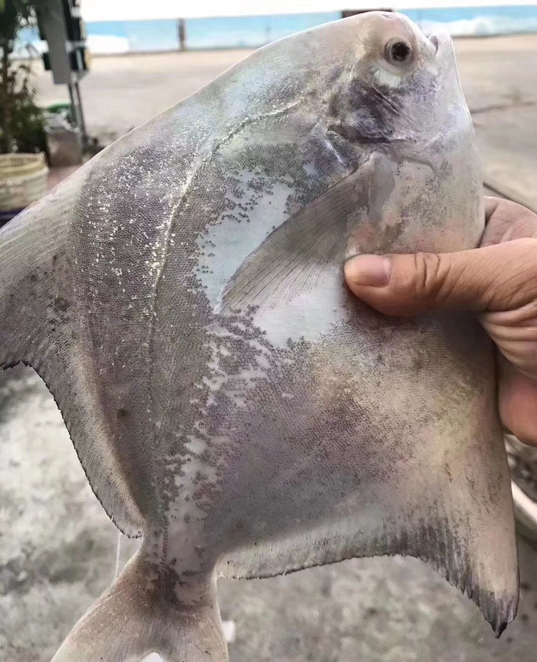 海鲜鱼类之大斗鲳鱼__财经头条