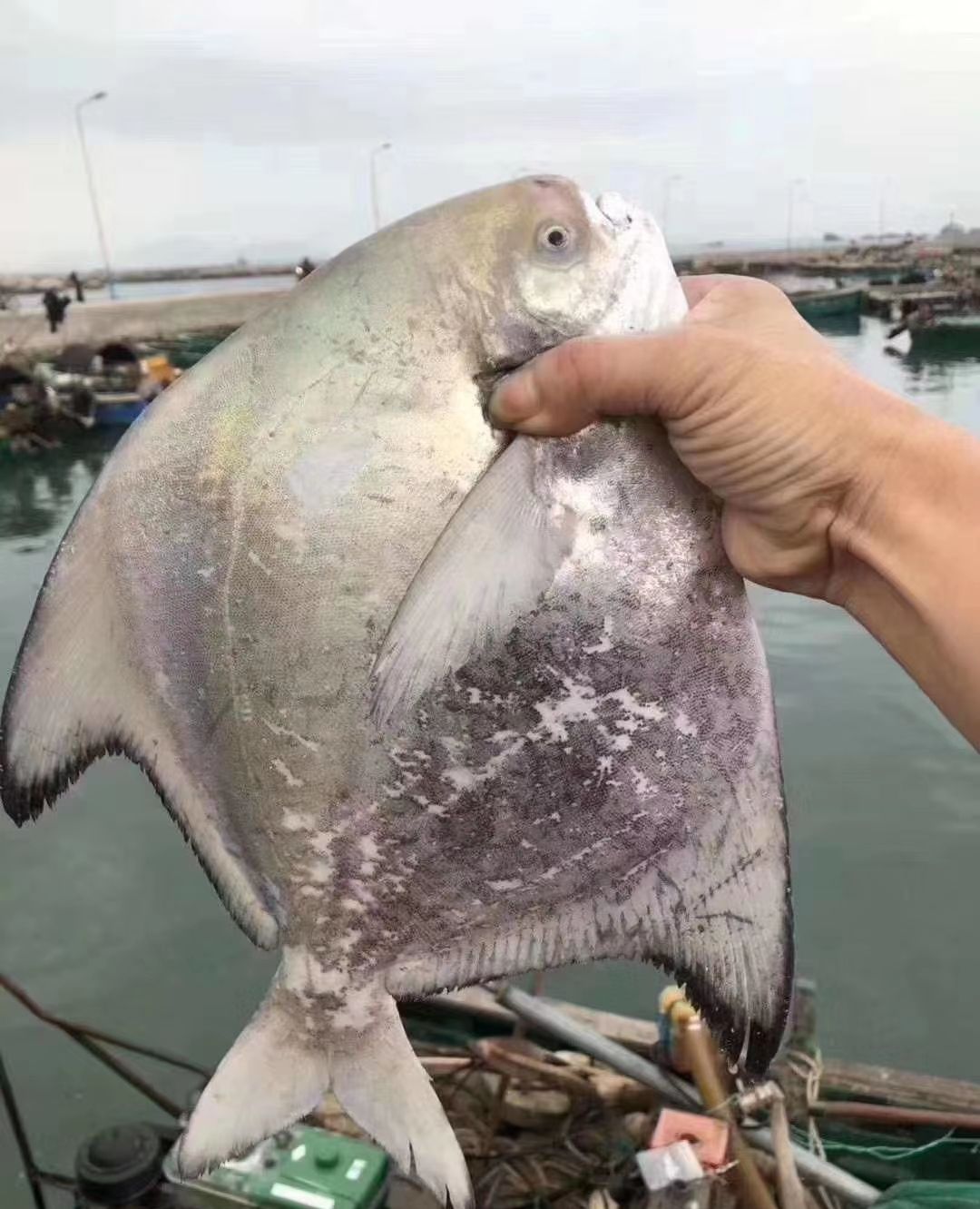 海鲜鱼类之大斗鲳鱼__财经头条