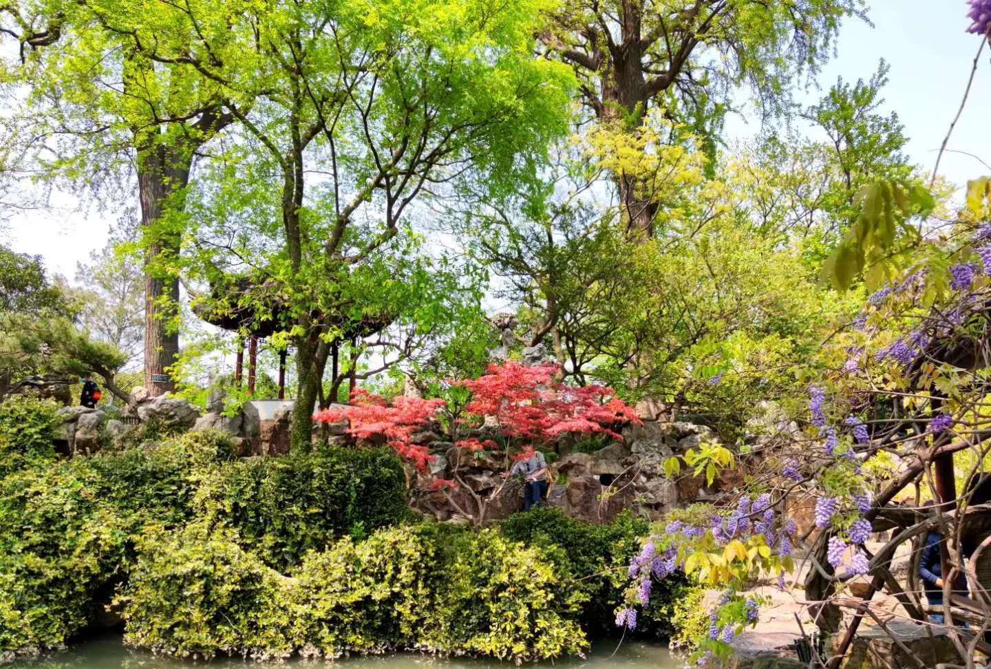 驻足苏州留园,流连忘返,感受这个春天的美好