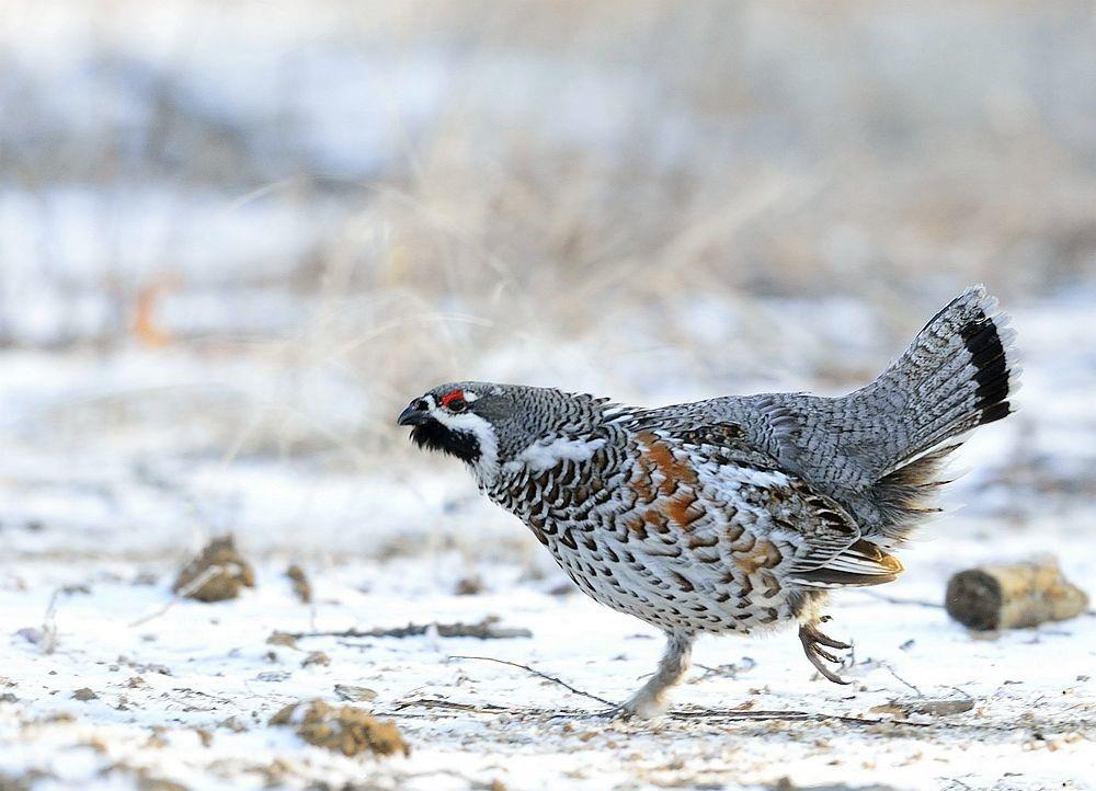 大兴安岭出现飞龙鸟,离巢用枯叶盖鸟卵,晚上埋进雪窝睡觉防紫貂
