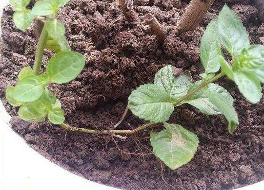 趁着高温学会压条繁殖茉莉可适用于多种植物1盆变10盆