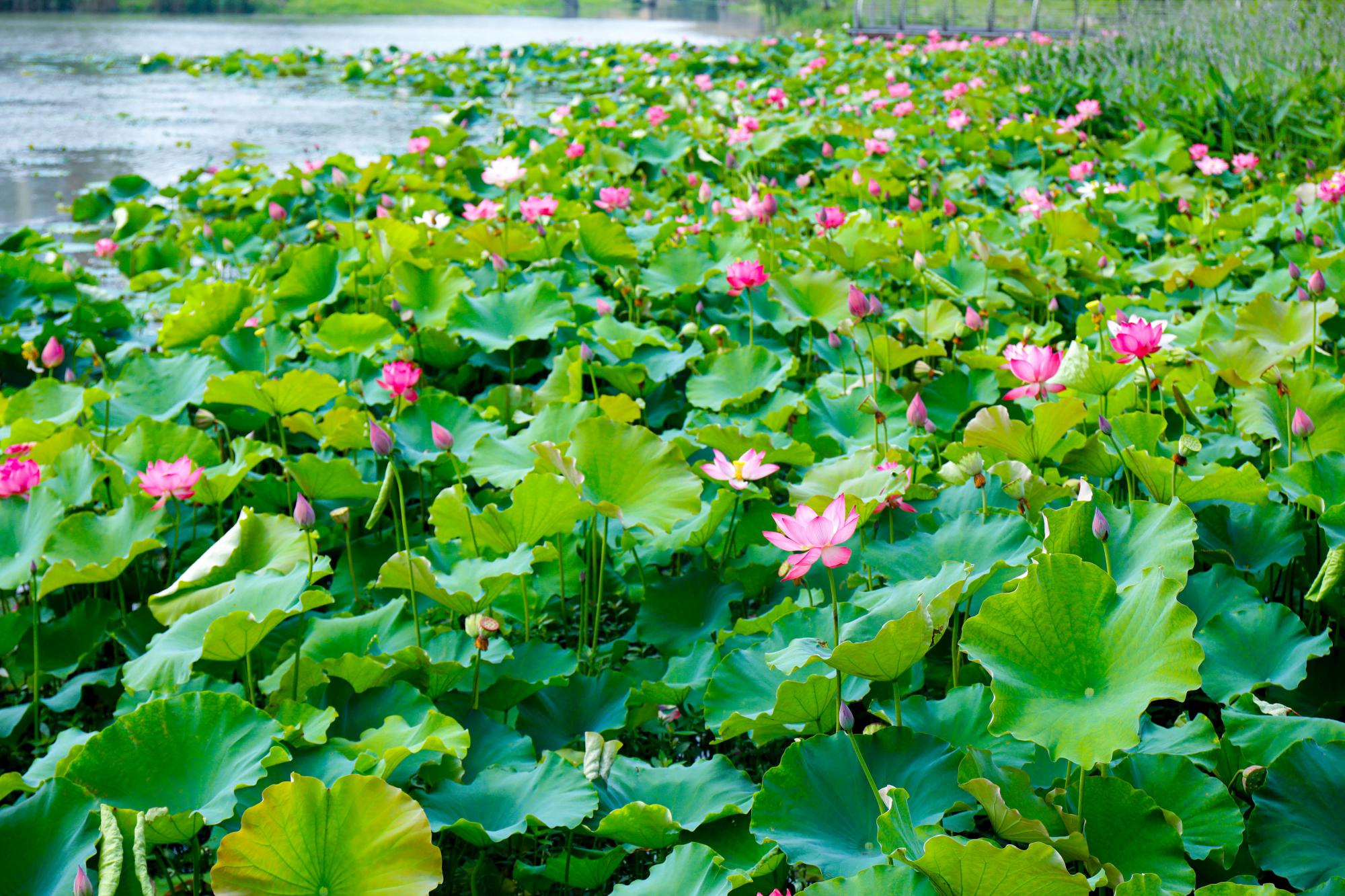 "胡阿姨一边说着,一边拉着自己的裙子,"现在正是赏荷花的最好季节