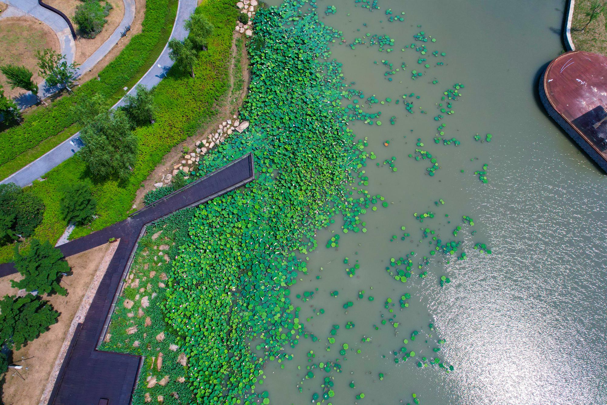 在湖州踏夏寻荷,赏一池清趣|西山|荷花|荷塘_新浪新闻