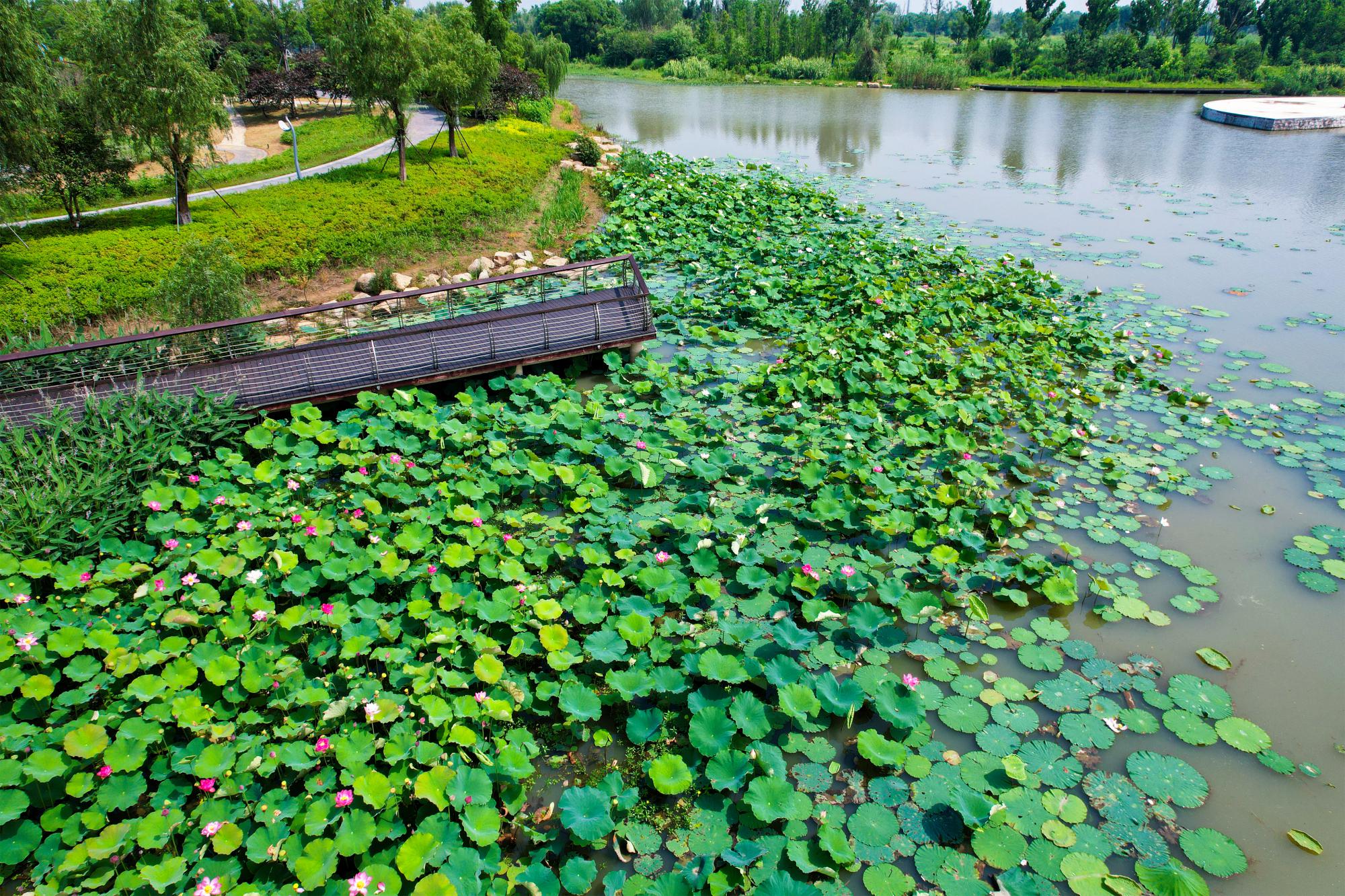 在湖州踏夏寻荷赏一池清趣