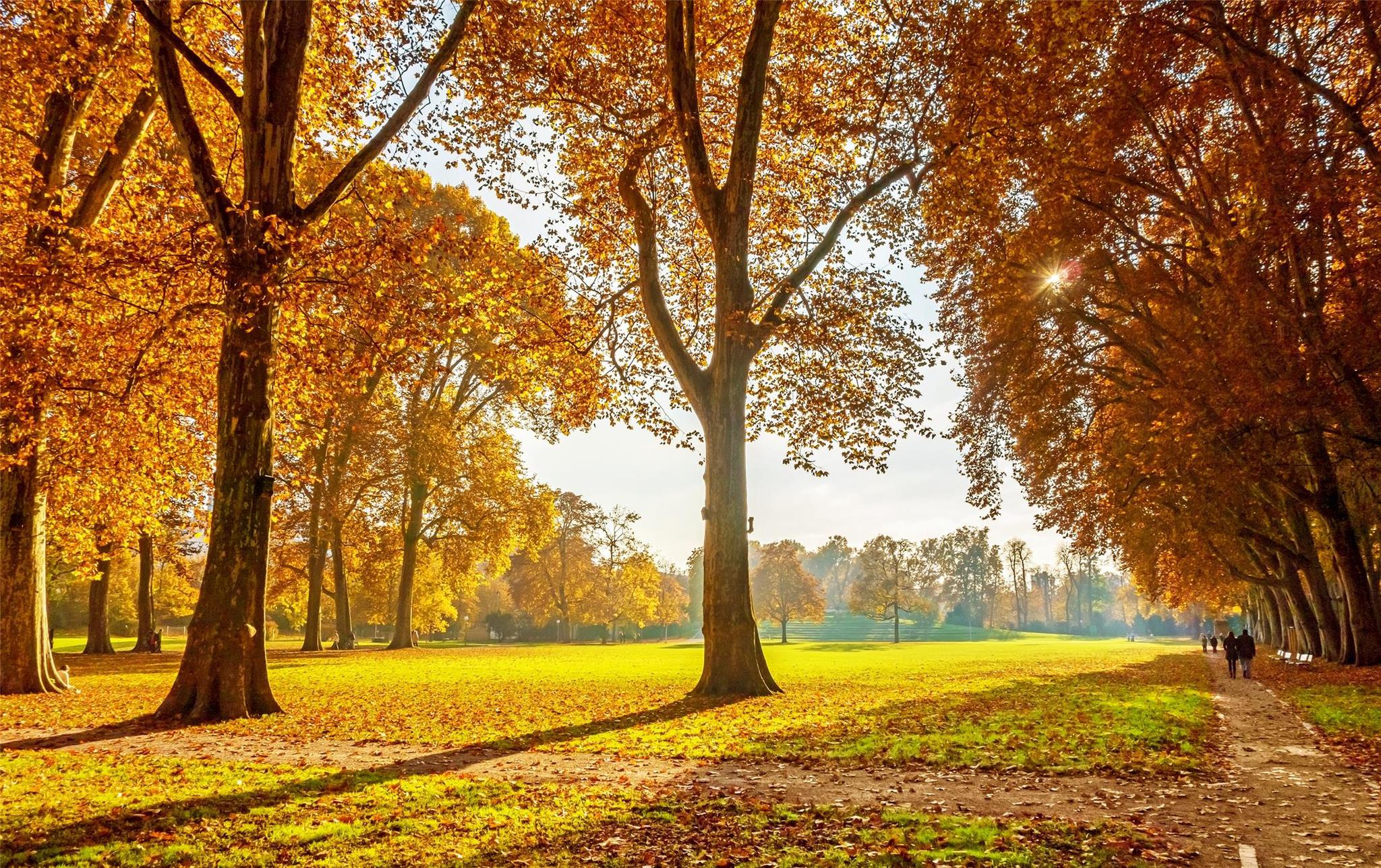 沿着近水的泥土小径而行,来到一株茂盛的大树之下,但见秋水微澜,澄澈