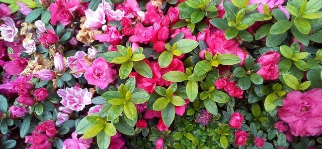 西洋杜鹃花期较长,可控制,最多四季开花.