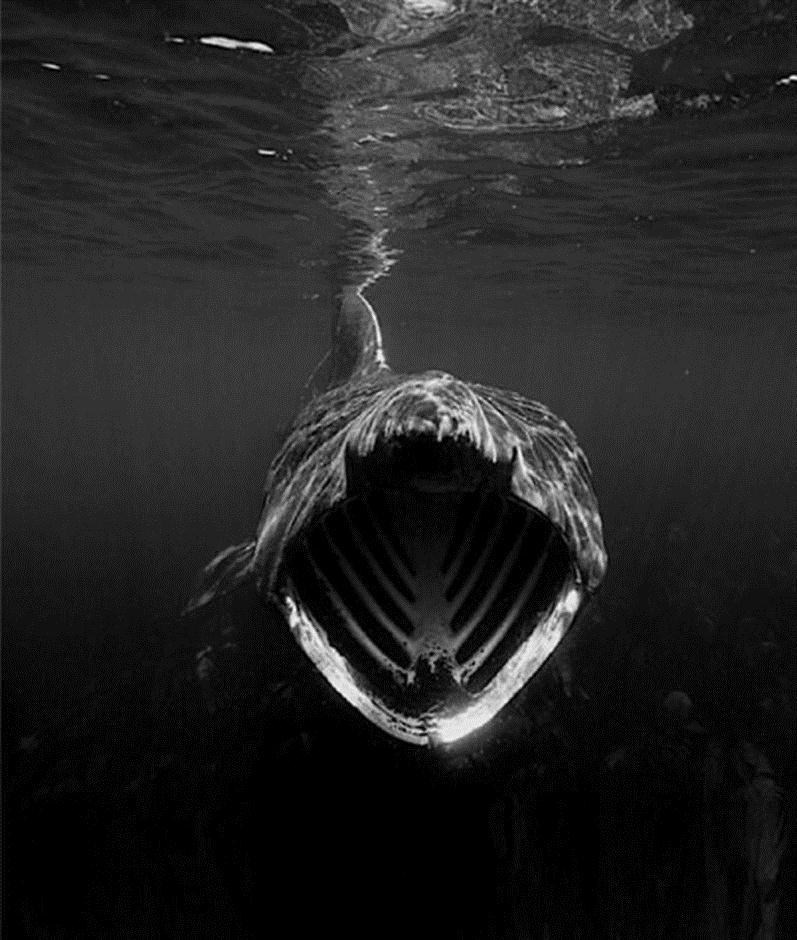 听说过深海恐惧症吗幽暗海底深海巨怪会让某些人浑身发抖