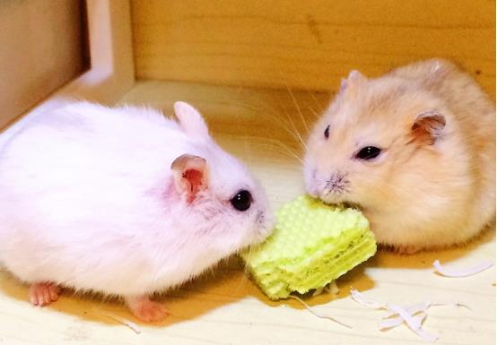 有些人可能不喜欢养小仓鼠,因为他们觉得仓鼠和老鼠