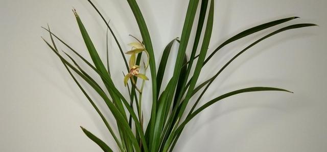 兰花喜欢环境选好品种养护很简单