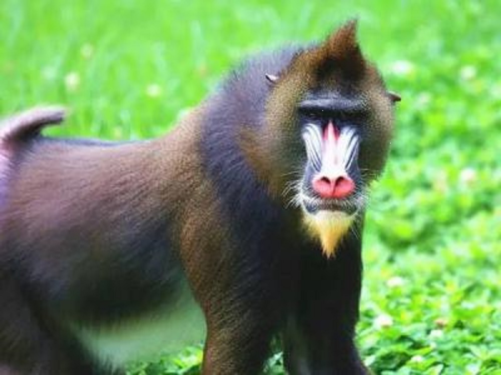 马猴子在她身上,弄得她七孔流血