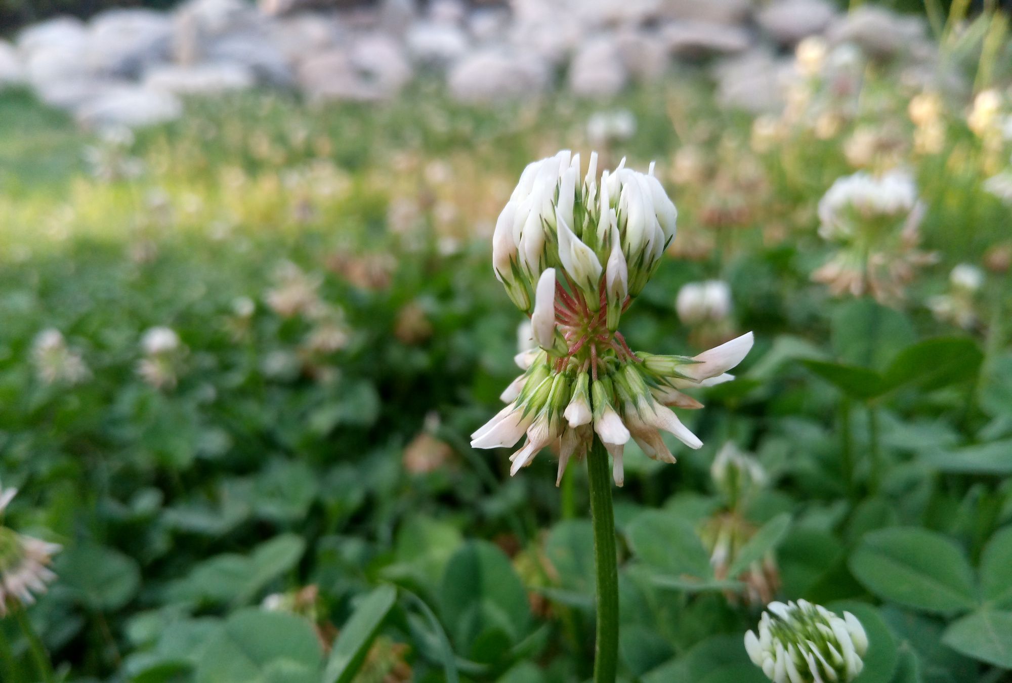 初夏的早晨 初夏的早晨