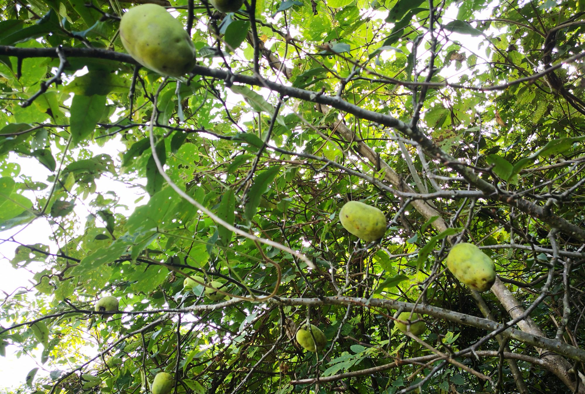 在户外旅途中发现的湖北恩施深山野果18种