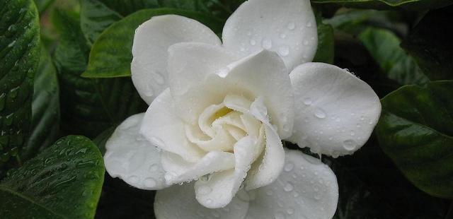 十二星座喜欢一个人会让别人知道吗？水瓶座的处理方式值得学习休闲区蓝鸢梦想 - Www.slyday.coM